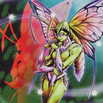 Display picture for Insect Princess
